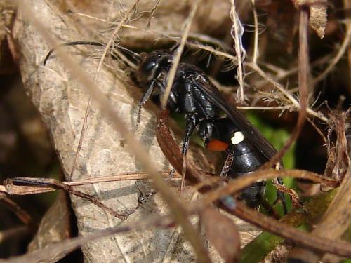 Réf. 63 045 : Cryptocheilus versicolor