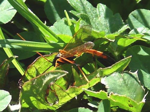 Therion circumflexum