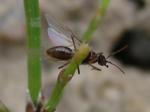 Lasius sp.