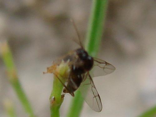 Lasius sp.