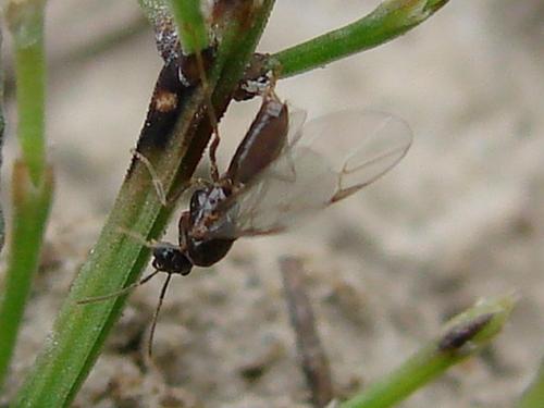 Réf. 63 313 : Lasius sp.
