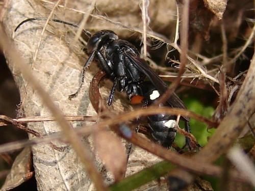 Réf. 63 044 : Cryptocheilus versicolor