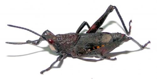 Maura lurida