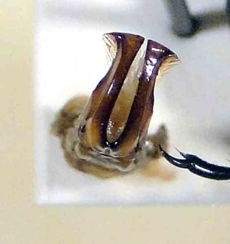 Réf. 63 600 : Heterotephraea arborescens