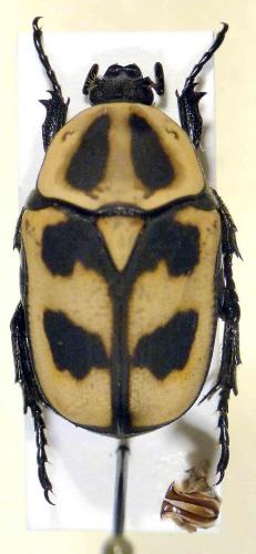 Heterotephraea arborescens