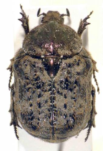 Réf. 63 612 : Xeloma cicatricosa