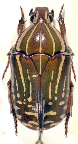 Rhabdotis pontyi