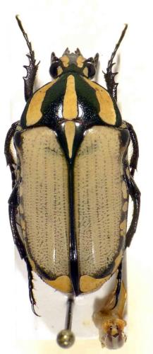Gnathocera trivittata