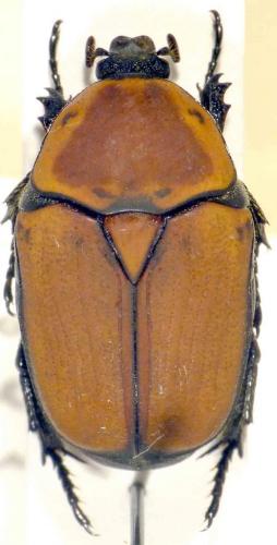 Heterotephraea arborescens