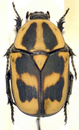 Réf. 63 639 : Heterotephraea arborescens