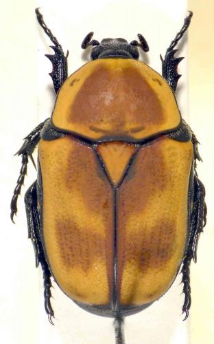 Heterotephraea arborescens