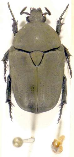 Réf. 63 640 : Tephraea pulverulenta