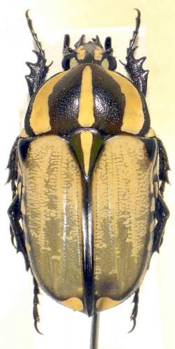 Gnathocera trivittata