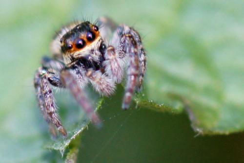 Carrhotus xanthogramma