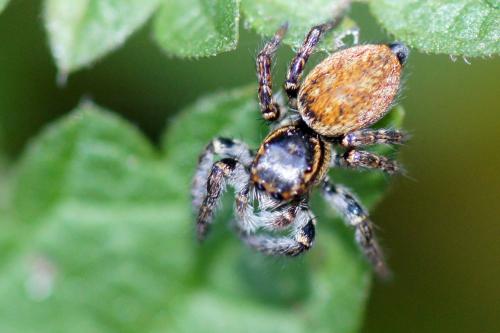 Carrhotus xanthogramma