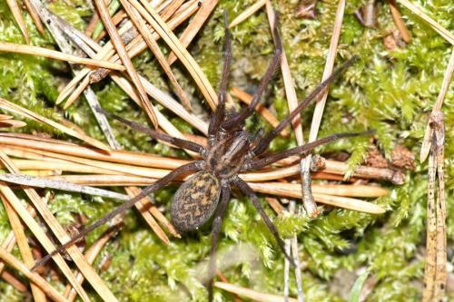 Tegenaria sp.