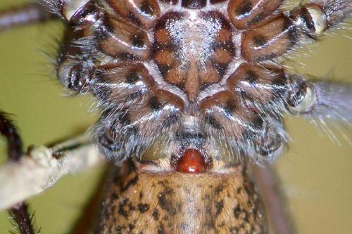 Tegenaria sp.