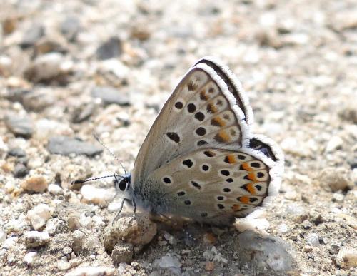 Polyommatus escheri