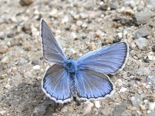 Polyommatus escheri