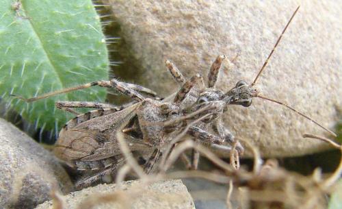 Réf. 63 760 : Coranus sp.