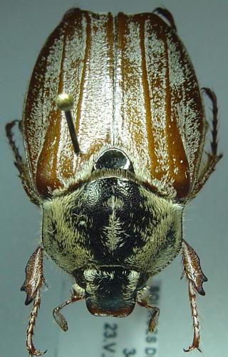 Melolontha melolontha