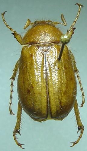 Rhizotrogus marginipes