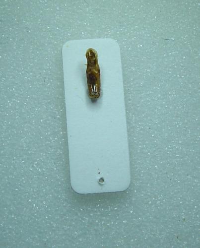 Rhizotrogus marginipes