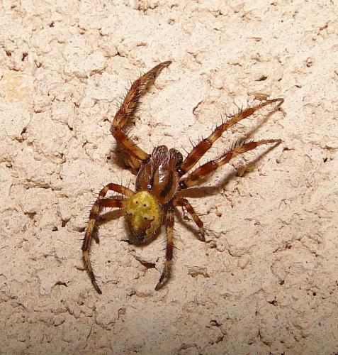 Araneus quadratus