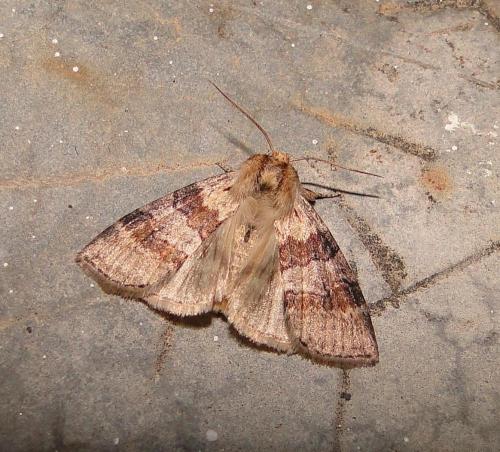 Cymatophorina diluta