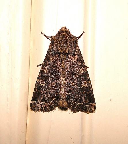 Apamea furva