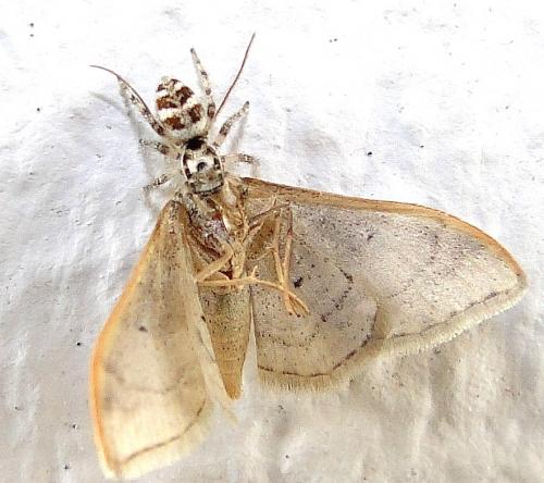 Salticus sp.