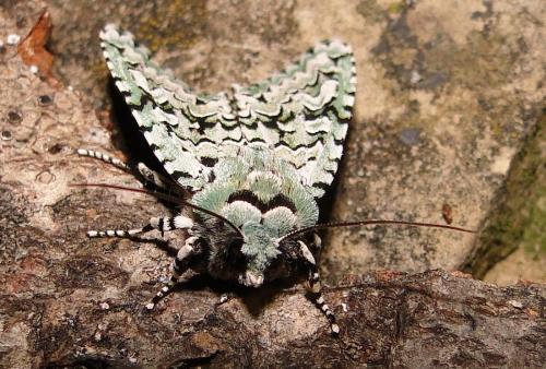 Griposia aprilina