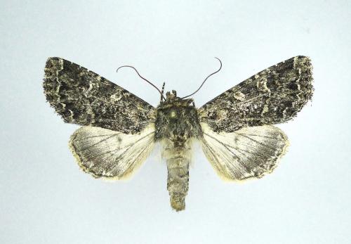 Apamea furva