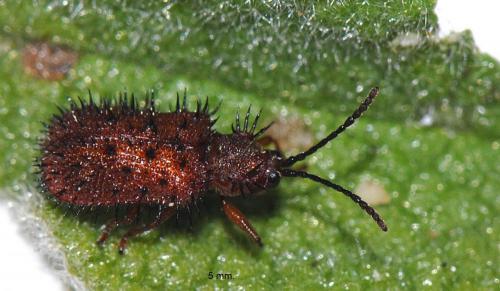 Réf. 63 031 : Dicladispa testacea