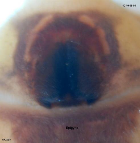 Olios argelasius