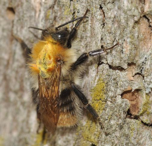 Bombus pascuorum