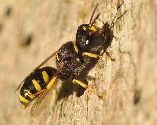 Ectemnius lapidarius