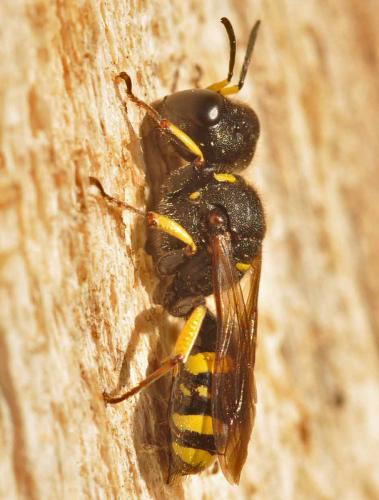 Ectemnius continuus punctatus