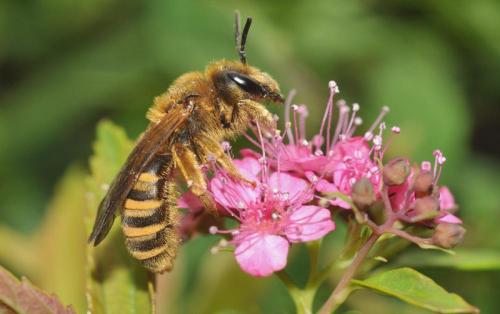 Halictus scabiosae