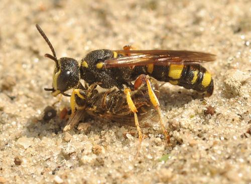 Réf. 63 245 : Cerceris rybyensis