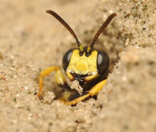 Réf. 63 246 : Cerceris rybyensis
