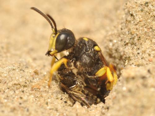 Cerceris rybyensis