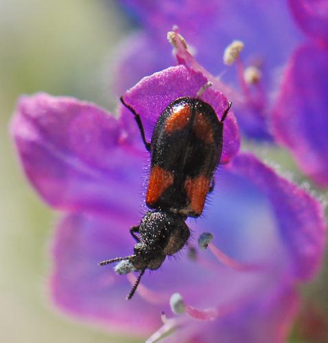 Divales quadrimaculatus