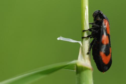 Cercopis vulnerata