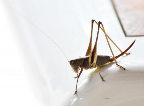 Rhacocleis poneli