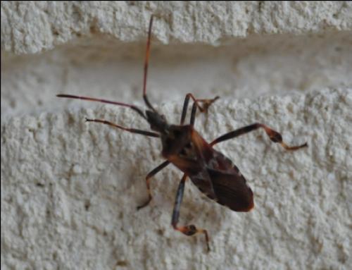 Leptoglossus occidentalis