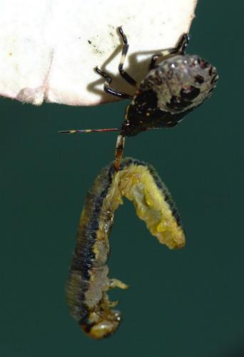 Picromerus bidens