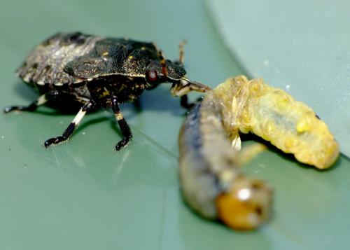 Picromerus bidens