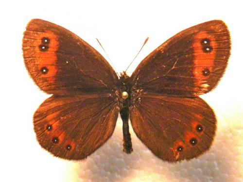Erebia meolans