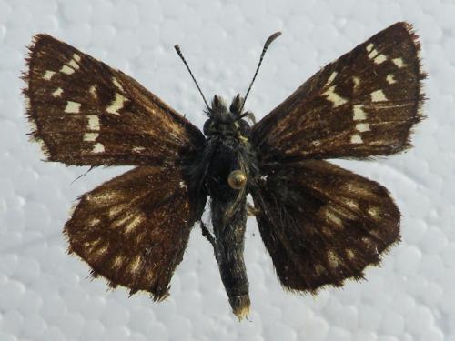 Pyrgus serratulae